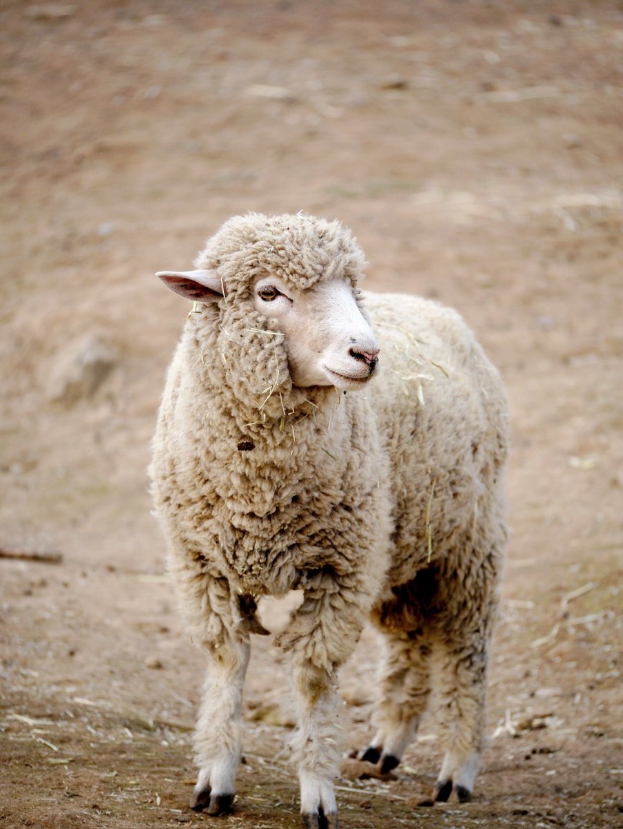 white sheep on brown field during daytime